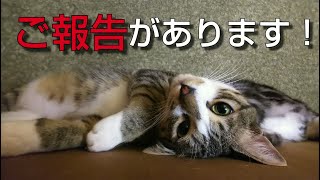 あめうな猫チャンネルからみなさまにご報告があります！#152