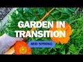 GARDEN VLOG - New South Wales, Australia