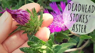 Quick Clip: How to Easily Deadhead Stokes Aster ✂️🌼 Growing Home Gardening