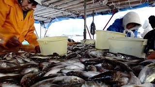 「季節ハタハタ漁」に厳寒の港が沸く