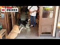 【黑柴】柴犬日常生活44~又是一尾活龍 ~