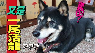 【黑柴】柴犬日常生活44~又是一尾活龍?~