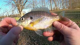 Revealing My Fishing Setup And Catching Some Bluegill