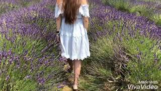 วิ่งเล่นใน “ทุ่งลาเวนเดอร์” lavender field London