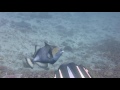 Triggerfish Attack in Bali