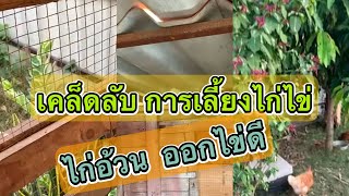 ไฮไลต์ 18:57 - 23:57 เลี้ยงไก่ไข่ ให้ไก่อ้วน ออกไข่ดี มาชมคะ#สาววีโอ #ไก่ไข่ #ชีวิตประจำวัน