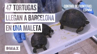 Equipaje ilegal: 47 tortugas vivas envueltas en calcetines húmedos | Control de fronteras: España