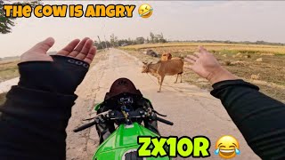 zx-10r ka exhaust ka 😂Awaaz sunkar cow gussa ho gai ||. the cow broke my bike 💔