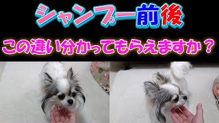 【チワワ】愛犬のシャンプー前後の違いを分かってもらえますか？