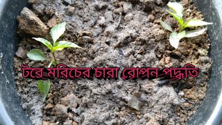 টবে মরিচের চারা রোপন পদ্ধতি। মরিচের চারা কিভাবে রোপন করবেন । আজকের ভিডিও থেকে জেনে নিন।