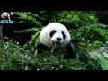 20170414 圓仔吃竹葉吃手手吃吃吃 the giant panda yuan zai