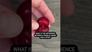 What's the Difference Between Double Cherries and Spurs?