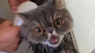 愛猫をお風呂に入れてみた【ペルシャ猫】