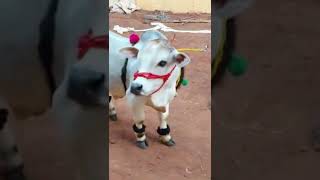 Miniature Punganuru Bull # punganuru bull#indian #desi #cows #farm #shorts