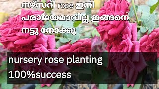 നഴ്സറി റോസ് ഇങ്ങനെ നട്ടു നോക്കൂ how to pot newly bought rose/rose plant care malayalm