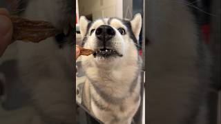 How to Get Your Husky to Come Immediately Every Time!\