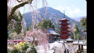 JG8K HDR 山梨 桜の身延山久遠寺 Yamanashi,Minobusan Kuonji in Sakura Season