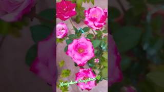 உன் கோவம் கூட நியாயம் என்று ரசித்தேனடா...💚👀💚/#epoo ne/#song/#pink/#flower/#lyrics/#mangalampongatum