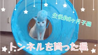 【生後約8ヶ月子猫】トンネルを貰った猫