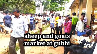 sheep and goats market at gubbi @badukinaputagalu