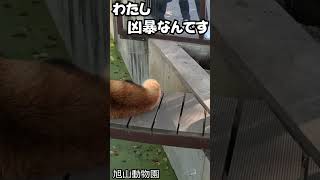 レッサーパンダの寝顔 【旭山動物園】#ゴープロと出掛けてみた