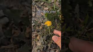 [식사남의 우주식물] 우리 주변 식물 알아보기 4 #서양민들레#잡초#가드닝#식사남