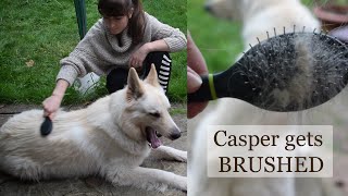 HOW TO BRUSH A BIG DOG | Grooming my White German Shepherd | CASPER