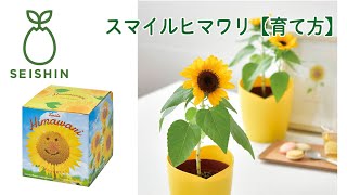 ミニひまわりの育て方