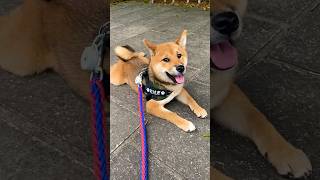 動くものにめがない柴犬おはぎ #shibainu #shorts