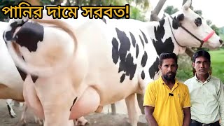 পানির দামে সরবত মাত্র ১৭০ এ ১৫ লিটার দুধের গাভী! সরাসরি কাস্টমারের রিভিউ শুনে গাভী কিনুন।