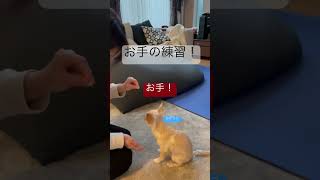 ジャックしつけ①#子犬 #犬 #しつけ#おすわり#お手#こいぬのいる暮らし #shorts