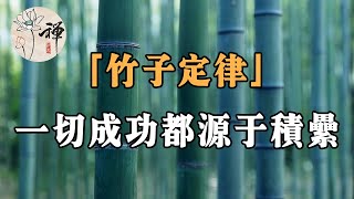 佛禪：「竹子定律」一切的成功，都源於持續不斷的積累