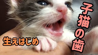 保護した子猫の下の歯が生えはじめたと獣医さんから教えてもらいました。猫動画　cat videos　 Kitten dentition begins