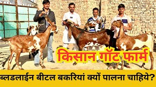 ब्लडलाईन की बीटल बकरियां क्यों पालना चाहिए ? Best Goat Breed in India Beetal Goat Farm Ganganagar