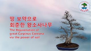 땅 보약으로 회춘한 왕소사나무(The Rejuvenation of great Korean hornbeam via the power of soil)