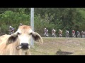 2013 ronda pilipinas stage 8 full race