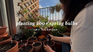 #11 November: Planting Over 200 Spring Bulbs on My Balcony | Autumn Garden Journal 🌷🌼🌱 #silentvlog