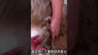 给布偶猫洗澡时，把缅因吓着了。 #001