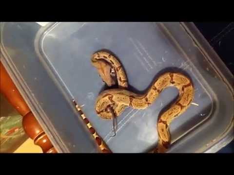 red tail and sand boa feeding red tail and sand boa feeding