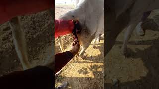 Utres heat check process of a beautiful cow |Full funny video |Animal world