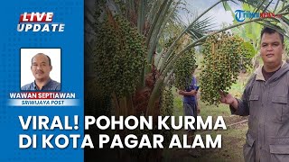 Tak Biasa Tumbuh di Iklim Tropis, Fenomena Pohon Kurma Berbuah Lebat di Pagar Alam Hebohkan Publik!