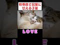 甘える子猫と優しい兄猫が尊すぎる