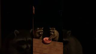 Raccoons Caught you red handed 🦝🦝😆(random raccoon video)