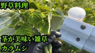 （カラムシ）この草の茎がやっぱり美味い（野草料理）