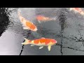 Trip to Absolute Koi