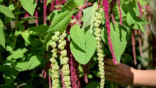 Amaranthus Grow-A-Long