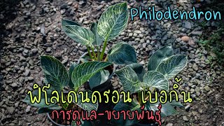 การขยายพันธุ์-การดูแล ฟิโลเดนดรอน เบอกิ้น   ไม้ฟอกอากาศ สวนลุงช้อย  Philodendron