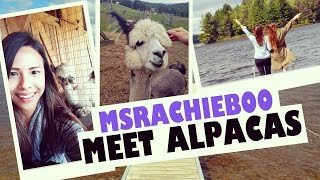 CUTEST Alpacas on a roadtrip in Quebec!