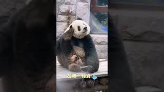 正面看：萌二好甜～但一转身！两眼一黑😂 Panda MengEr  #panda #pandachina #cuteanimals #cutepandas