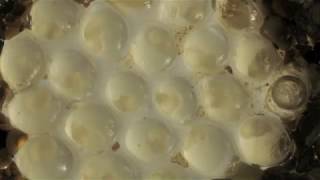 Leopard slug eggs hatching 4 week time lapse